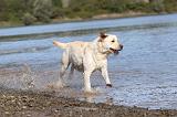 LABRADOR 155